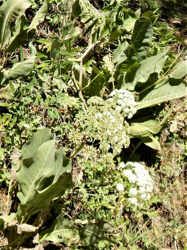 Brewer's angelica (Angelica breweri)