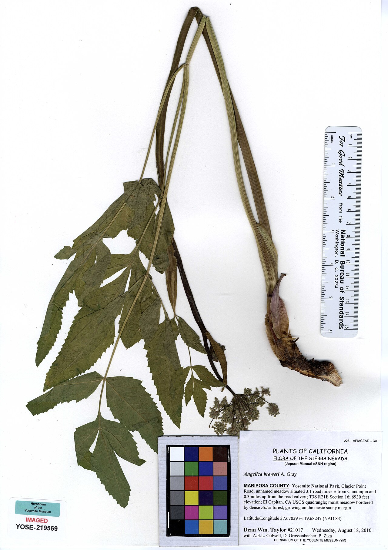 Brewer's angelica: Angelica breweri