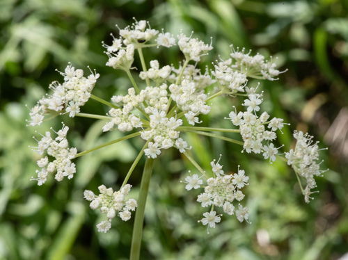 Brewer's angelica (Angelica breweri)