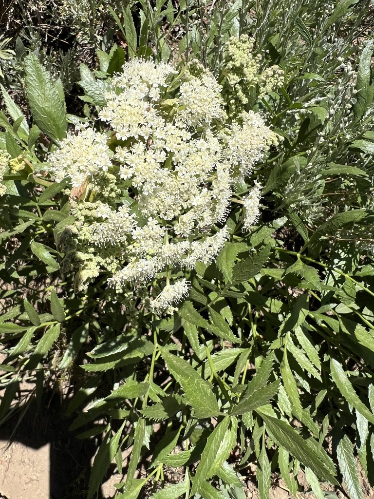 Brewer's angelica (Angelica breweri)