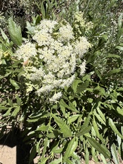 Brewer's angelica (Angelica breweri)