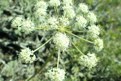 Brewer's angelica (Angelica breweri)