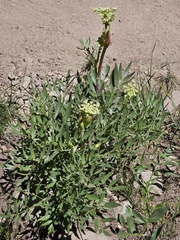 Brewer's angelica (Angelica breweri)