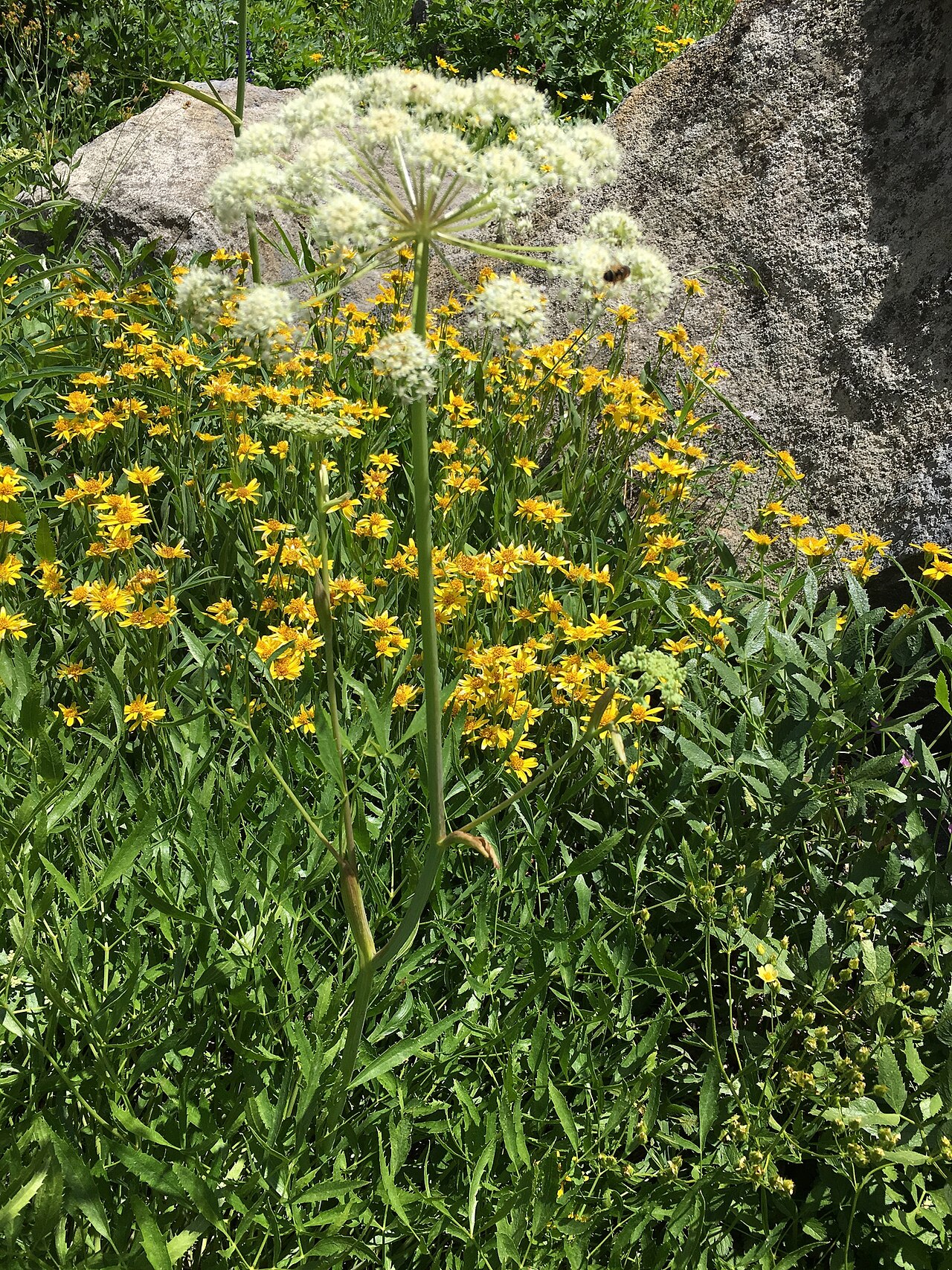 Brewer's angelica: Brewer's Angelica (Angelica breweri). Species of plant.