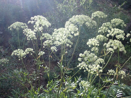 Brewer's angelica (Angelica breweri)