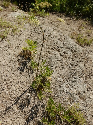 Brewer's angelica (Angelica breweri)