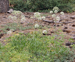 Brewer's angelica (Angelica breweri)