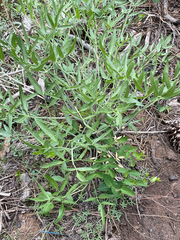 Brewer's angelica (Angelica breweri)