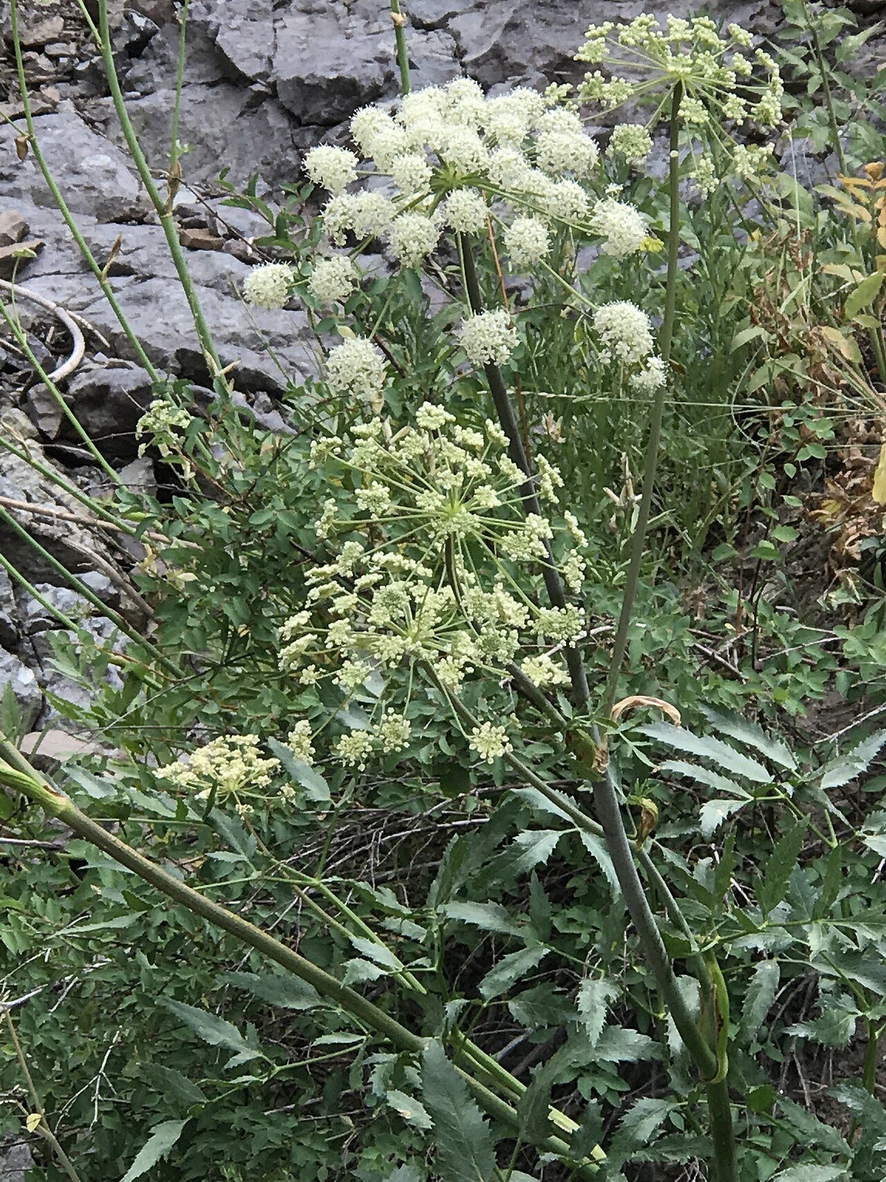 Brewer's angelica: Brewer's Angelica (Angelica breweri). Species of plant.