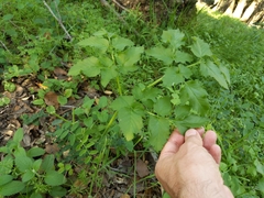 California angelica (Angelica californica)