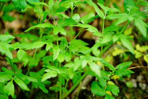 California angelica (Angelica californica)