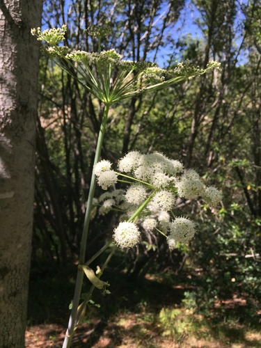 California angelica (Angelica californica)