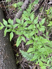 California angelica (Angelica californica)