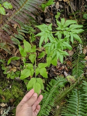 California angelica (Angelica californica)