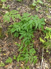 California angelica (Angelica californica)