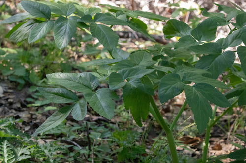 California angelica (Angelica californica)