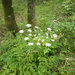 California angelica (Angelica californica)