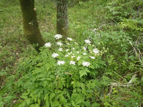 California angelica (Angelica californica)