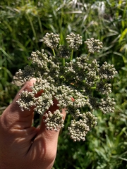 California angelica (Angelica californica)