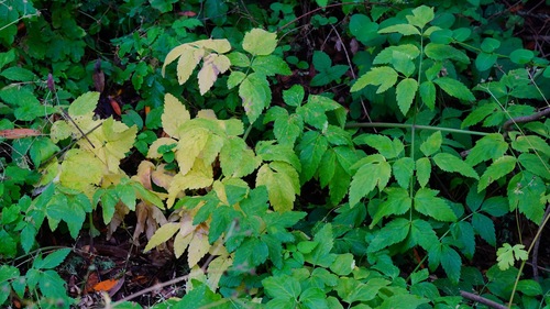 California angelica (Angelica californica)