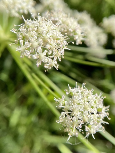 California angelica (Angelica californica)