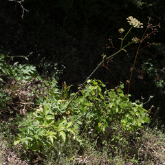 California angelica (Angelica californica)