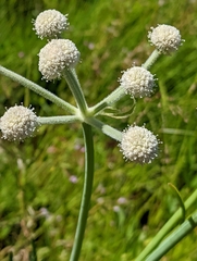Woollyhead parsnip (Angelica capitellata)