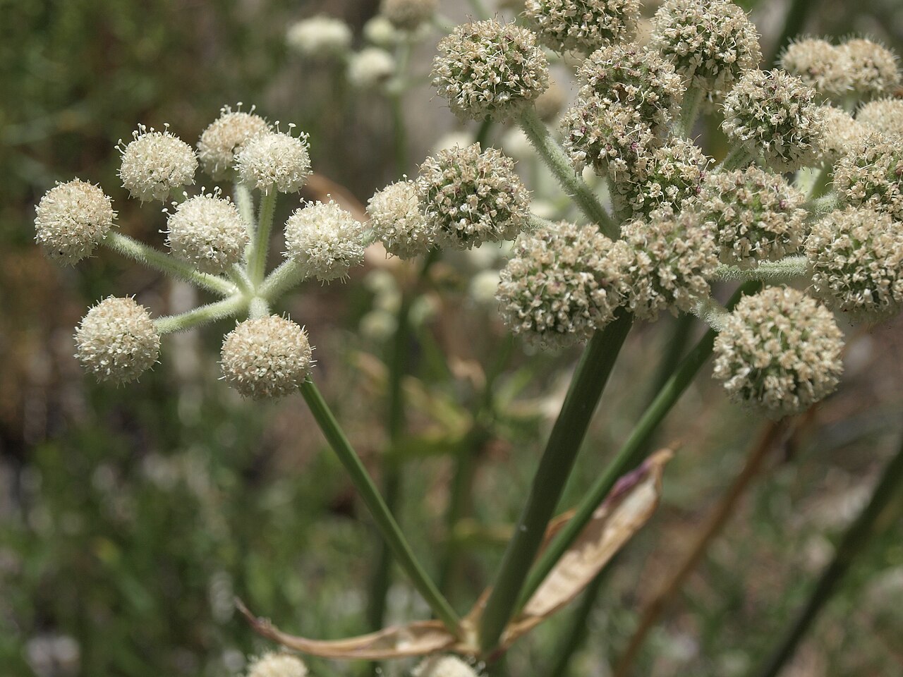 Woollyhead parsnip: rangers buttons, Angelica capitellata, California, White Mountains, Cottonwood Basin, Poison Creek, Fishlake Valley drainage, elevation 3030 m (9940 ft). The th