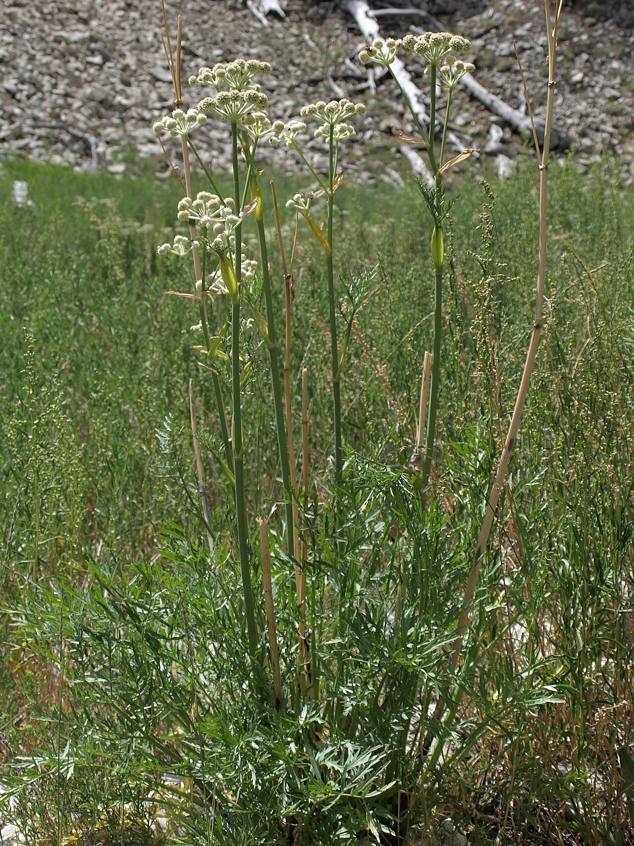 Woollyhead parsnip: rangers buttons, Angelica capitellata, California, White Mountains, Cottonwood Basin, Poison Creek, Fishlake Valley drainage, elevation 3030 m (9940 ft). The th
