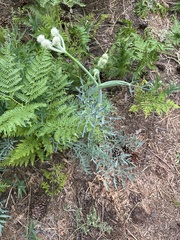 Woollyhead parsnip (Angelica capitellata)