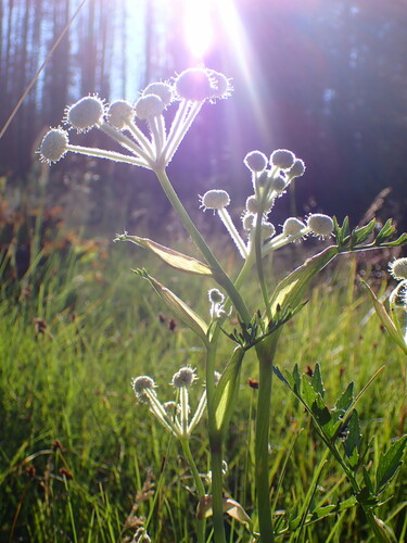 Woollyhead parsnip (Angelica capitellata)