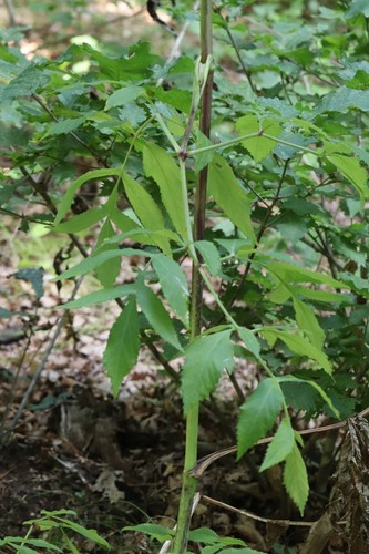 Angelica czernaevia (Angelica czernaevia)