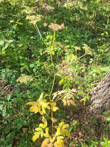 Angelica czernaevia (Angelica czernaevia)
