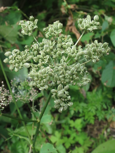 Angelica czernaevia (Angelica czernaevia)