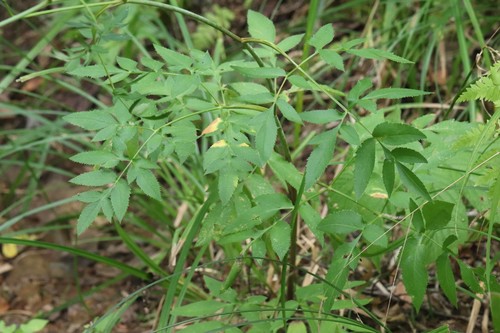 Angelica czernaevia (Angelica czernaevia)