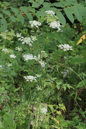 Angelica czernaevia (Angelica czernaevia)