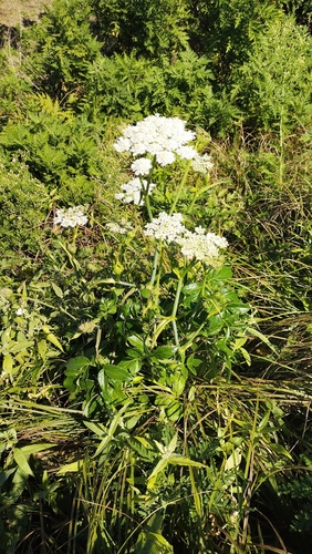 Angelica czernaevia (Angelica czernaevia)