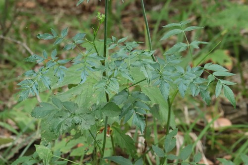 Angelica czernaevia (Angelica czernaevia)