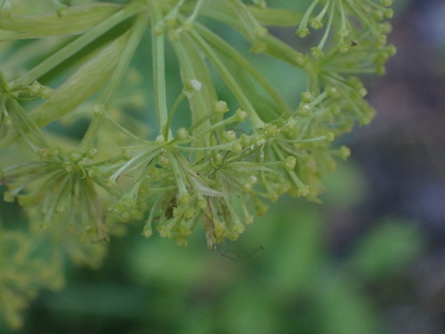 Dawson's angelica (Angelica dawsonii)