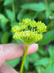 Dawson's angelica (Angelica dawsonii)