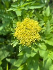 Dawson's angelica (Angelica dawsonii)