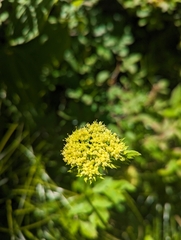 Dawson's angelica (Angelica dawsonii)