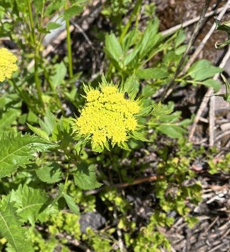 Dawson's angelica (Angelica dawsonii)