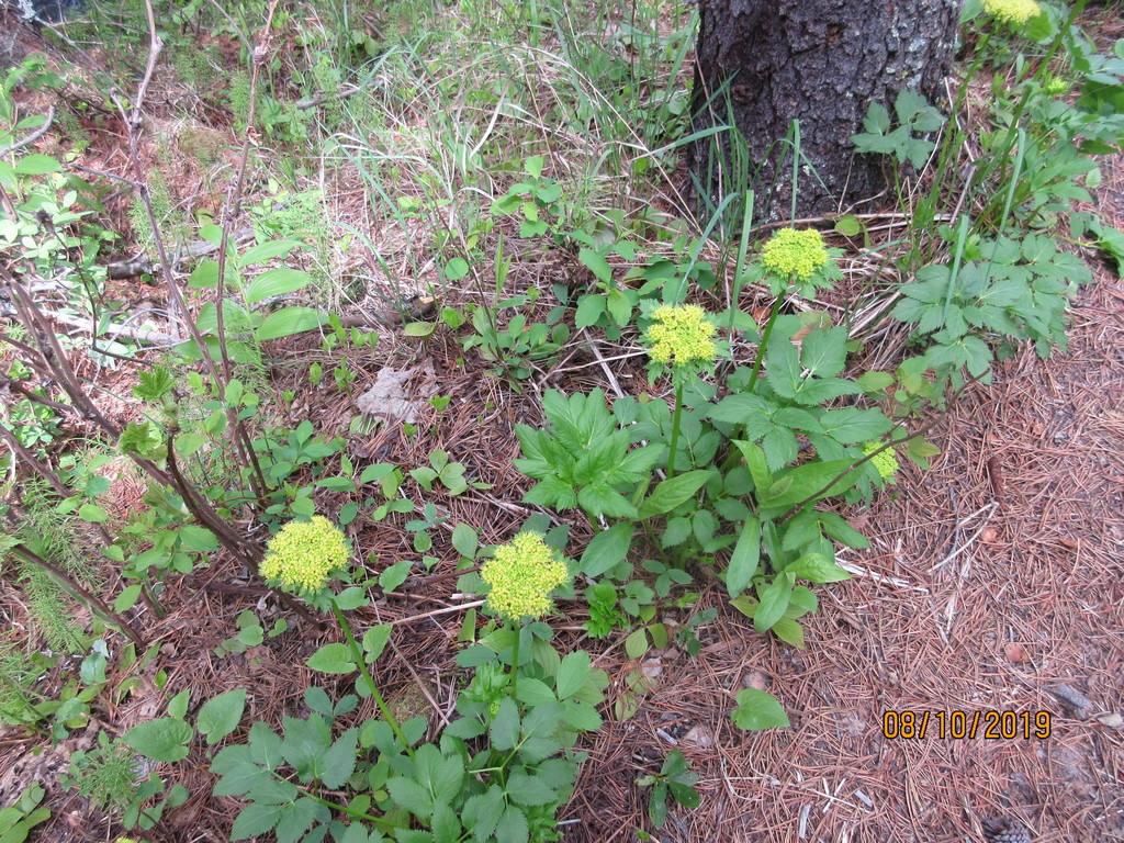 Dawson's angelica (Angelica dawsonii)