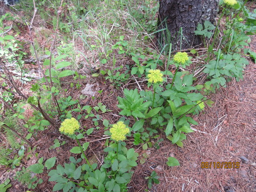 Dawson's angelica (Angelica dawsonii)
