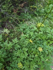 Dawson's angelica (Angelica dawsonii)