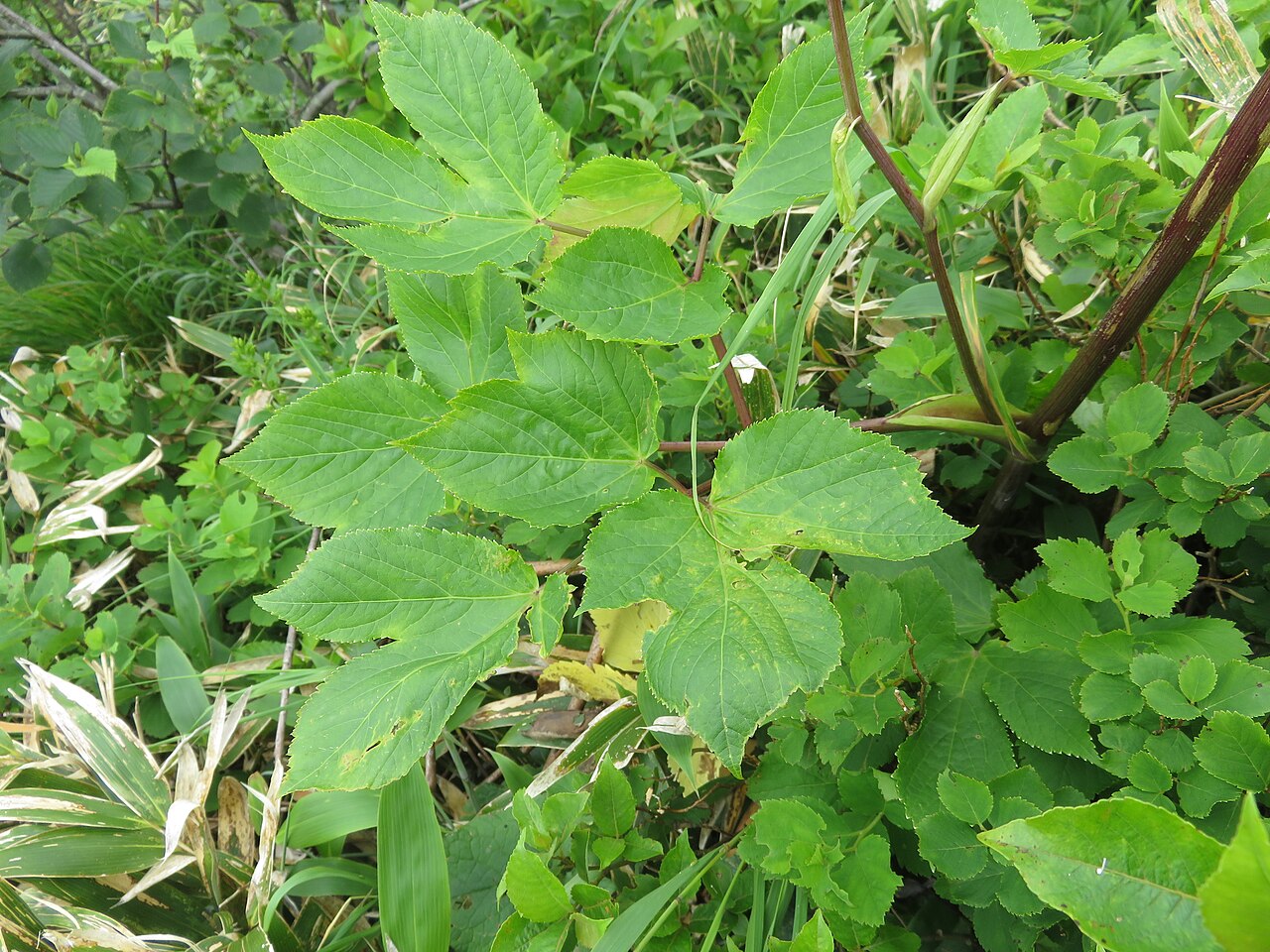 Edible angelica: Angelica edulis , Mount Bandai, Fukushima pref., Japan