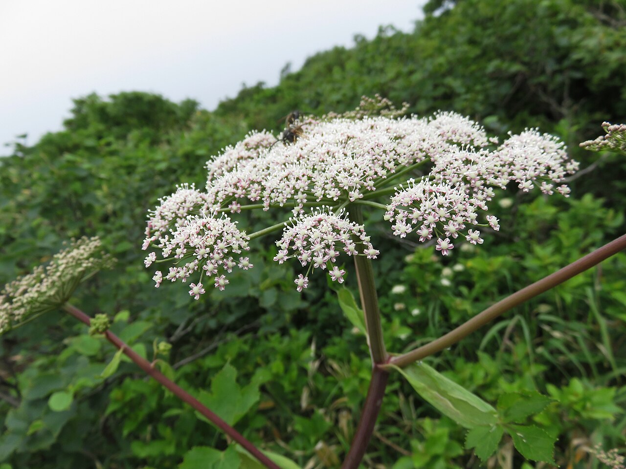 Edible angelica: Angelica edulis , Mount Bandai, Fukushima pref., Japan