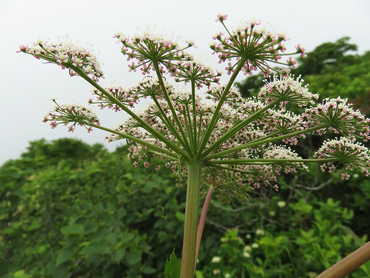 Edible angelica: Angelica edulis , Mount Bandai, Fukushima pref., Japan