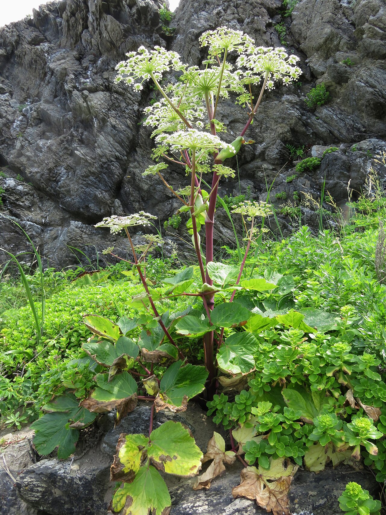 Edible angelica: Angelica edulis , Cape Shiriya, Aomori pref., Japan